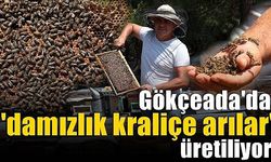 Gökçeada'da 'damızlık kraliçe arılar' üretiliyor