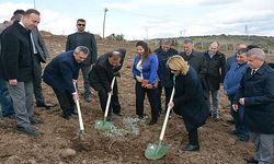 25. Yıl Anısına Zeytin Ağacı Hatıra Ormanı