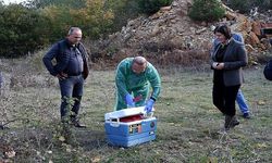 Çan'da ölü bulunan hayvanlarla ilgili inceleme ve soruşturma