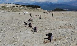 Kazdağları’ndaki eski maden sahası lavanta kokacak