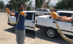 Çanakkale'de aracın içine giren yılan yakalandı (TIKLA İZLE)
