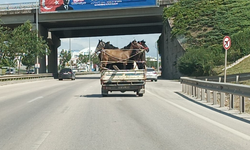 Kamyonetin kasasındakiler görenleri şaşırttı