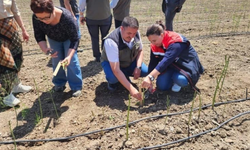 Çanakkale'de kuşkonmaz tarlasında ilk hasat