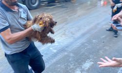 Çöken binanın enkazından 12 saat sonra bir köpek canlı olarak kurtarıldı