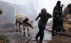 Hayvanları kurtarmak için canı pahasına alevlerin ortasına girdi