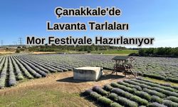 Çanakkale'de lavanta tarlaları mor festivale hazırlanıyor