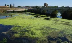 Tunca Nehri yeşile büründü