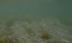 Erdek'teki deniz çayırı katliamı su altı kamerasına yansıdı: Tahribat inanılmaz boyutta