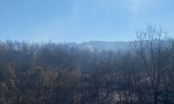 Çanakkale Ayvacık'taki orman yangınına müdahale devam ediyor (VİDEO)
