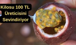 Kilosu 100 TL üreticisini sevindiriyor