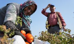 Sosyal medyada çağrı yaptı, tarlada kalan domatesi bedava dağıttı