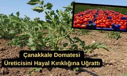 Çanakkale domatesi üreticisini hayal kırıklığına uğrattı