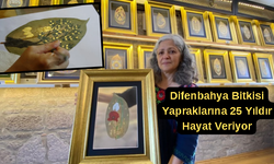 Çanakkale'de 25 yıldır difenbahya yaprağına hayat veriyor