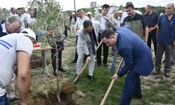 Hünnap fideleri toprakla buluşturuldu