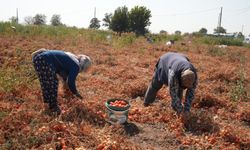 Domatesi tarlada kalan çiftçi, belediye aracılığıyla ihtiyaç sahiplerine bağışladı