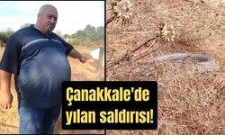 Çanakkale'de yılan saldırısı (TIKLA İZLE)