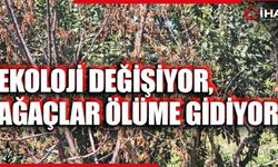 Ekoloji değişiyor, ağaçlar ölüme gidiyor! (VİDEO)