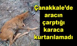 Çanakkale’de aracın çarptığı karaca kurtarılamadı