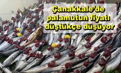 Çanakkale’de palamutun fiyatı düştükçe düşüyor