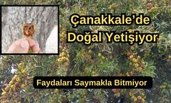 Çanakkale’de doğal yetişiyor, faydaları saymakla bitmiyor