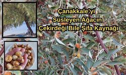 Çanakkale’yi süsleyen ağacın çekirdeği bile şifa kaynağı