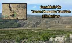 Çanakkale’de yanan ormanlar yeniden filizleniyor