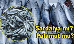 Sardalya yağlandı, palamutun tam sırası