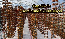 Çanakkale seralarında kurutuluyor