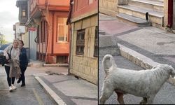 Dev fare insanların üzerine atladı, kedi ve köpek ise fareyi görmezden geldi (TIKLA İZLE)