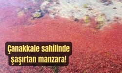 Çanakkale sahilinde şaşırtan manzara (TIKLA İZLE)