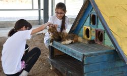 Çanakkale’de sokakta yaşayan can dostları unutulmadı