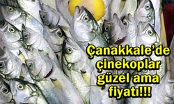 Çanakkale’de çinekoplar güzel ama fiyatı!