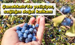 Çanakkale’de yetişiyor, sağlığın doğal kalkanı