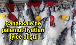 Çanakkale’de palamut fiyatları iyice düştü