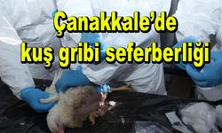 Çanakkale’de kuş gribi seferberliği