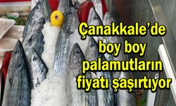 Çanakkale’de boy boy palamutların fiyatı şaşırtıyor