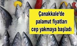 Çanakkale’de palamut fiyatları cep yakmaya başladı