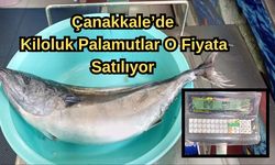 Çanakkale’de kiloluk palamutlar o fiyata satılıyor