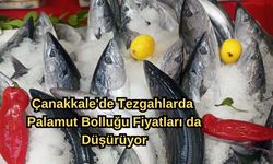 Çanakkale'de palamut bolluğu fiyatları da düşürüyor