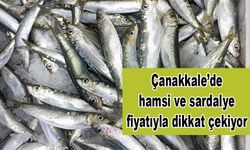 Çanakkale’de hamsi ve sardalye fiyatıyla dikkat çekiyor