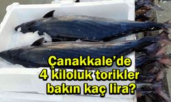 Çanakkale’de 4 kiloluk torikler bakın kaç lira?