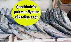 Çanakkale’de palamut fiyatları yükselişe geçti