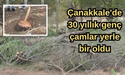 Çanakkale'de 30 yıllık genç çamlar yerle bir oldu