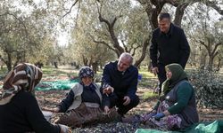 Çanakkale Valisi zeytinin sofraya geliş serüvenini inceledi