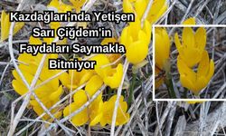 Kazdağları’nda yetişen Sarı Çiğdem'in faydaları saymakla bitmiyor