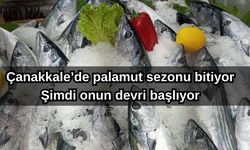 Çanakkale’de palamut sezonu bitiyor, şimdi onun devri başlıyor