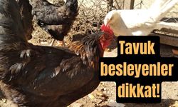 Tavuk besleyenler dikkat!