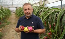 "Bakımı gayet kolay, bir çapa, kazma, sürme derdi yok"