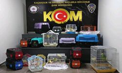 Çanakkale’de 63 papağana el konuldu