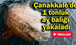 Çanakkale'de 1 tonluk ay balığı yakaladı